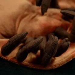 Horse Shoe Crab Plush -Citrusreef Store Horseshoe crab plush 6