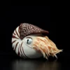 Nautilus Plush 2 Nautilus Plush -Citrusreef Store nautilus plush 3