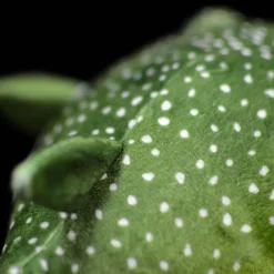 Pufferfish Plush -Citrusreef Store pufferfish plush soft toy 6