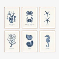 Vintage Sea Life Prints