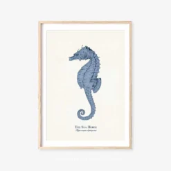 Vintage Sea Life Prints -Citrusreef Store sea life print 1