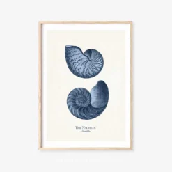 Vintage Sea Life Prints -Citrusreef Store sea life print 5