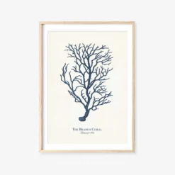 Vintage Sea Life Prints -Citrusreef Store sea life print 6