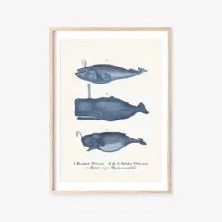 Vintage Sea Life Prints -Citrusreef Store sea life print 7